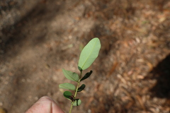 (c) Greg Tasney, some rights reserved (CC BY-SA) Senna acclinis, photograph (c) Greg Tasney, some rights reserved (CC BY-SA)
