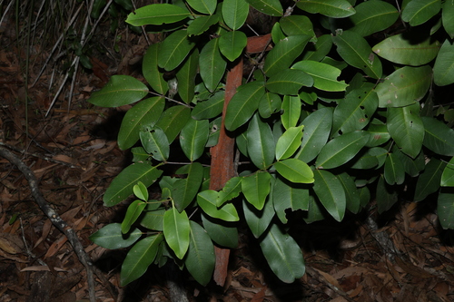 Flindersia bennettii, photograph 6