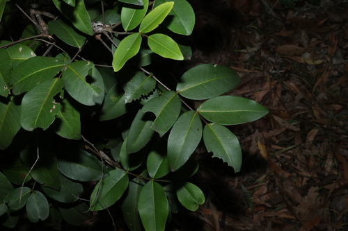 Flindersia bennettii, photograph 5