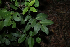 Flindersia bennettii, photograph (c) Greg Tasney, some rights reserved (CC BY-SA)