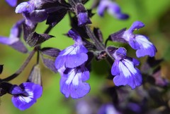 Salvia urticifolia