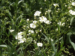 Gypsophila elegans
