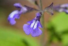 Salvia urticifolia