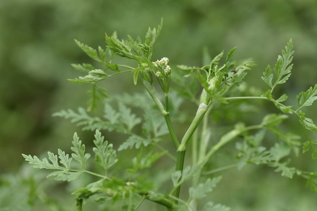 Oenanthe conioides
