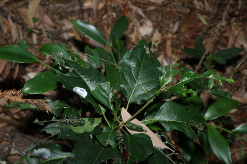 Claoxylon tenerifolium observed 2026-06-01