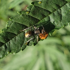 Polyrhachis vermiculosa