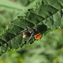 Polyrhachis vermiculosa