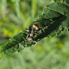 Polyrhachis vermiculosa