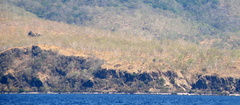 Eucalyptus alba