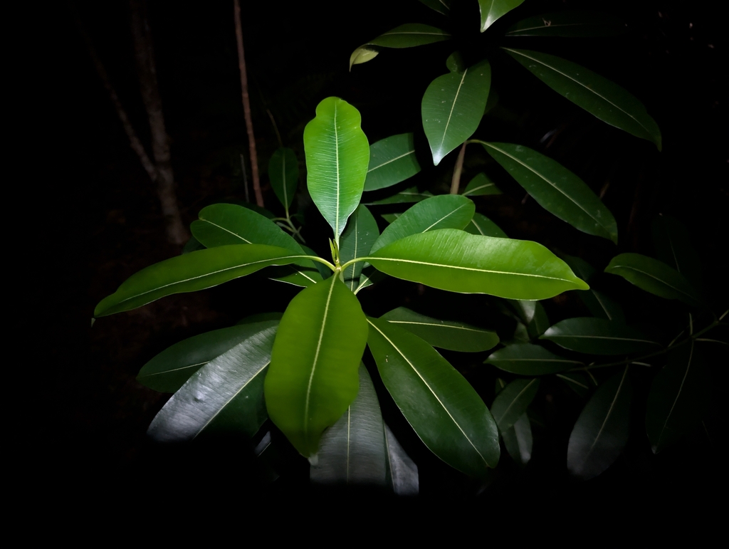 Rauvolfia sandwicensis; photograph author not stated, no rights reserved