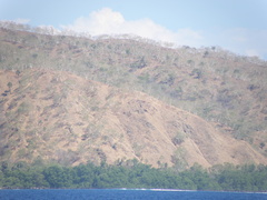 Eucalyptus alba