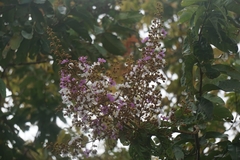 Lagerstroemia floribunda