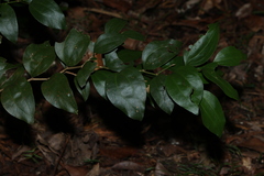 Acacia bakeri, photograph (c) Greg Tasney, some rights reserved (CC BY-SA)