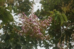 Lagerstroemia floribunda