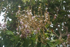 Lagerstroemia floribunda