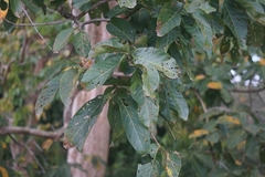 Lagerstroemia floribunda