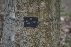 Lagerstroemia floribunda