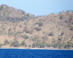 Eucalyptus alba