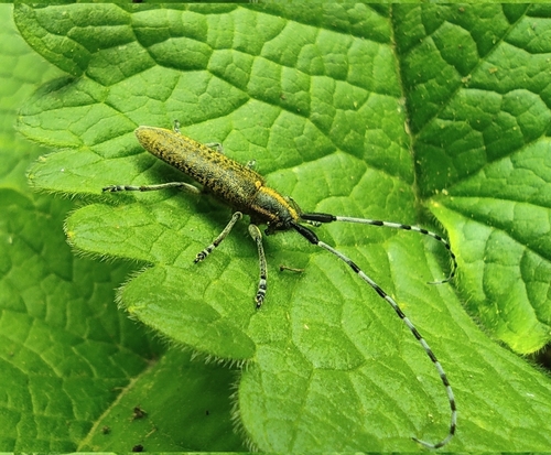 Golden-bloomed Longhorn Beetle