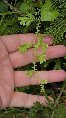Selaginella remotifolia