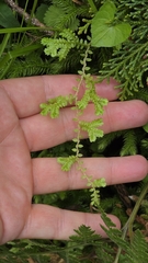 Selaginella remotifolia