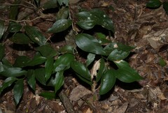 Acacia bakeri