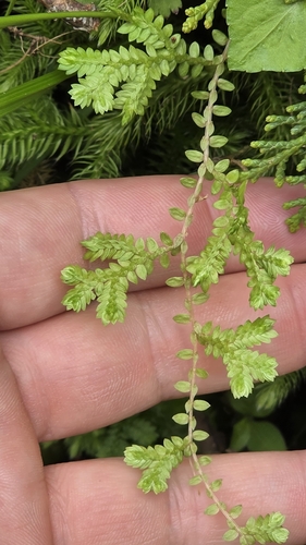 Selaginella remotifolia, photograph 2