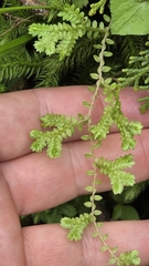 Selaginella remotifolia, photograph (c) Genevieve Early, some rights reserved (CC BY)