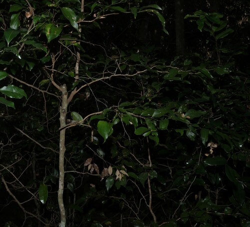 Acacia bakeri, photograph 1
