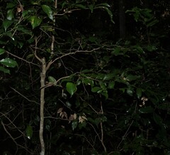 Acacia bakeri, photograph (c) Greg Tasney, some rights reserved (CC BY-SA)