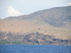 Eucalyptus alba