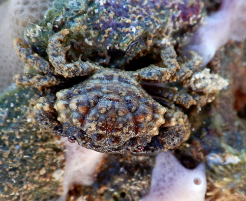 Cyclodius ungulatus observed 2026-06-03