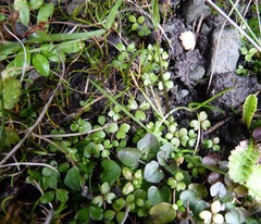 Hydrocotyle sulcata