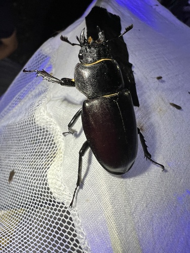 Lucanus cervus