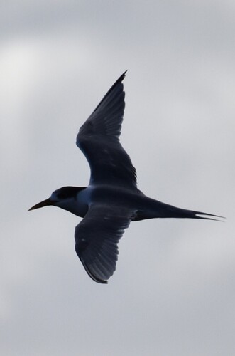 iNaturalist image