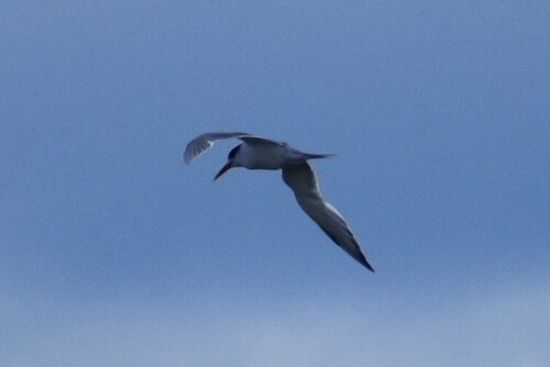 iNaturalist image