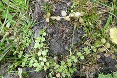 Epilobium brunnescens