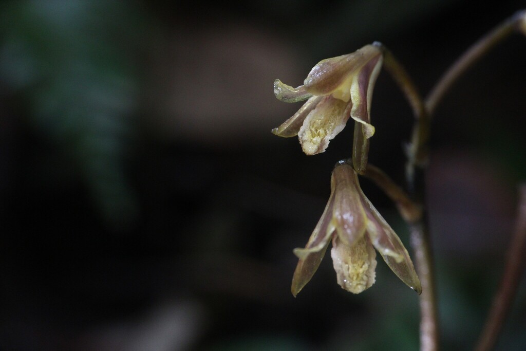 Lecanorchis suginoana (Lecanorchis suginoana)