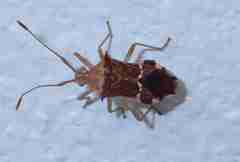 Cletomorpha benita