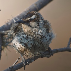 Campylorhynchus jocosus