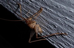 Pleioplectron simplex