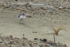Charadrius obscurus obscurus