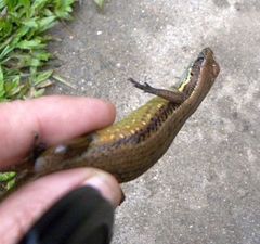 Eutropis rudis