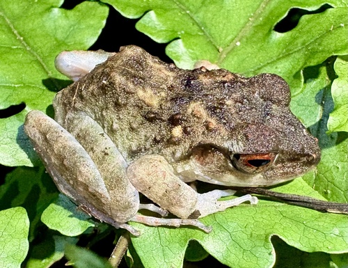 Fiji Ground Frog