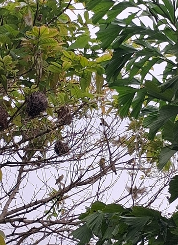Village Weaver