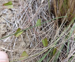 Convolvulus waitaha
