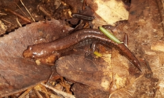 Desmognathus aeneus