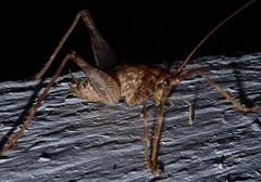 Pleioplectron simplex