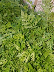 Torilis nodosa