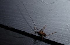 Pleioplectron simplex